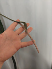 Anthurium Vittarifolium groß