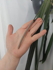 Anthurium Vittarifolium groß