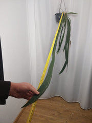 Anthurium Vittarifolium groß