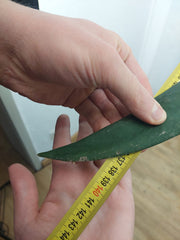 Anthurium Vittarifolium groß