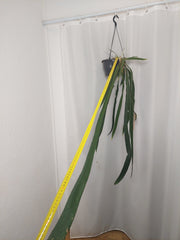 Anthurium Vittarifolium groß