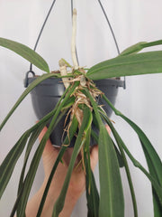 Anthurium Vittarifolium groß