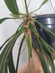 Anthurium Vittarifolium groß