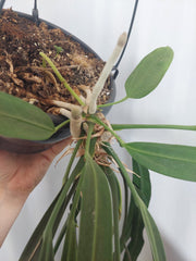Anthurium Vittarifolium groß