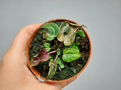 Anthurium Zara x Michelle X Red Crystallinum Variegata