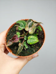 Anthurium Zara x Michelle X Red Crystallinum Variegata