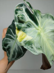 Alocasia Venom Aurea