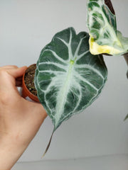 Alocasia Venom Aurea