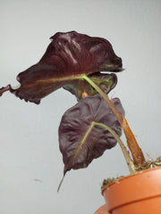 Alocasia Venom Aurea