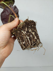 Alocasia Venom Aurea