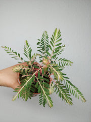 Phyllanthus Urinaria Variegata