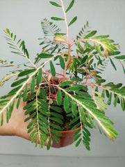 Phyllanthus Urinaria Variegata