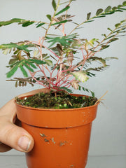 Phyllanthus Urinaria Variegata