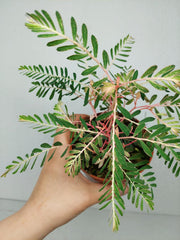 Phyllanthus Urinaria Variegata