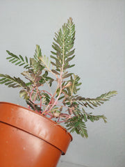 Phyllanthus Urinaria Variegata