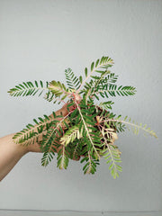 Phyllanthus Urinaria Variegata