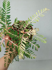 Phyllanthus Urinaria Variegata