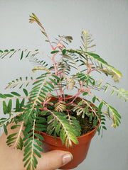Phyllanthus Urinaria Variegata