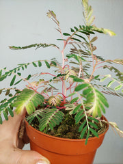 Phyllanthus Urinaria Variegata