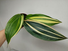 Aspidistra Elatior Variegata