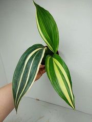 Aspidistra Elatior Variegata