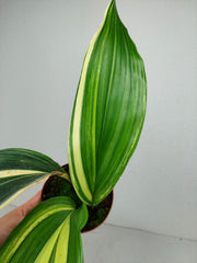 Aspidistra Elatior Variegata