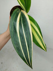 Aspidistra Elatior Variegata