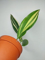 Aspidistra Elatior Variegata