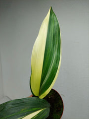 Aspidistra Elatior Variegata