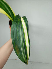 Aspidistra Elatior Variegata