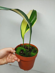Aspidistra Elatior Variegata