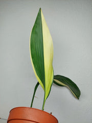 Aspidistra Elatior Variegata