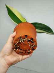 Aspidistra Elatior Variegata