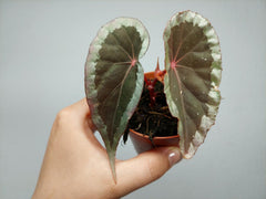 Begonia Baramensis