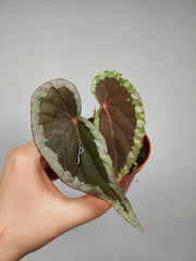Begonia Baramensis