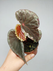 Begonia Baramensis