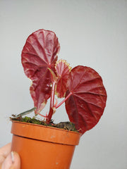 Begonia Baramensis