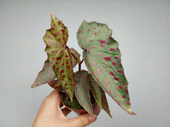 Begonia Amphioxus x Malachosticta
