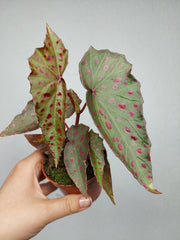 Begonia Amphioxus x Malachosticta