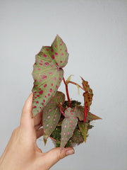 Begonia Amphioxus x Malachosticta