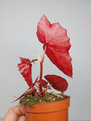 Begonia Amphioxus x Malachosticta