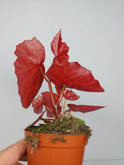 Begonia Amphioxus x Malachosticta