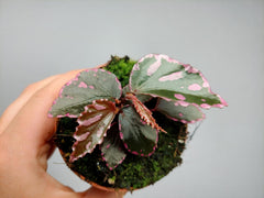 Begonia Julau