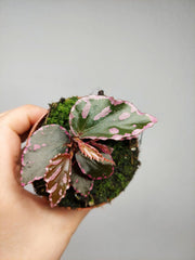 Begonia Julau