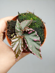 Begonia Julau
