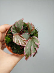 Begonia Julau