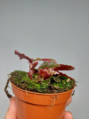 Begonia Julau