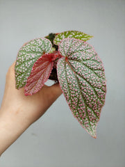 Begonia Morris