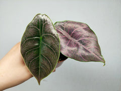 Alocasia Azlanii