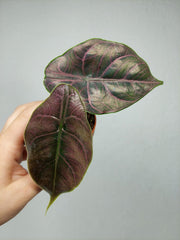Alocasia Azlanii